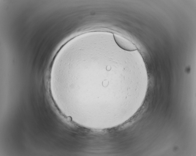 X0000116661526201001251207