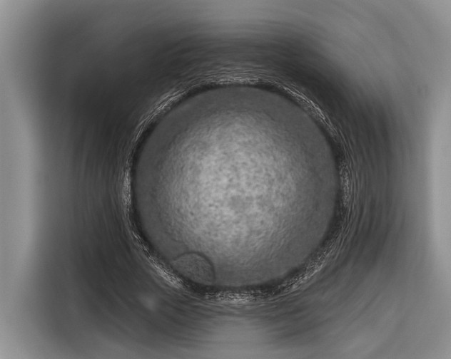 X0000116670729200912211603