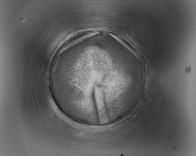 X0000116670002200912291708