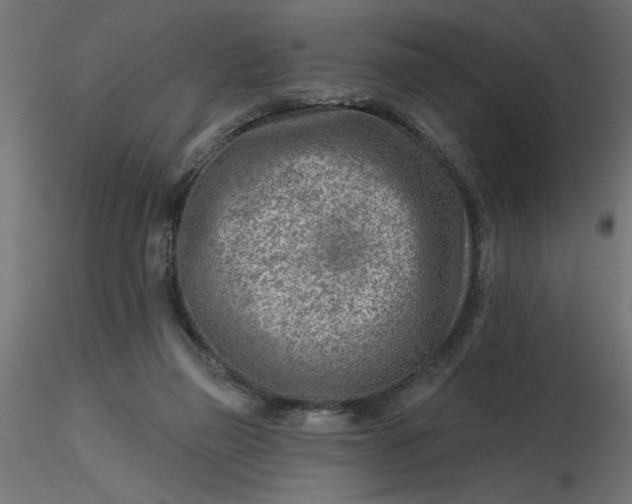 X0000116670165200912291706