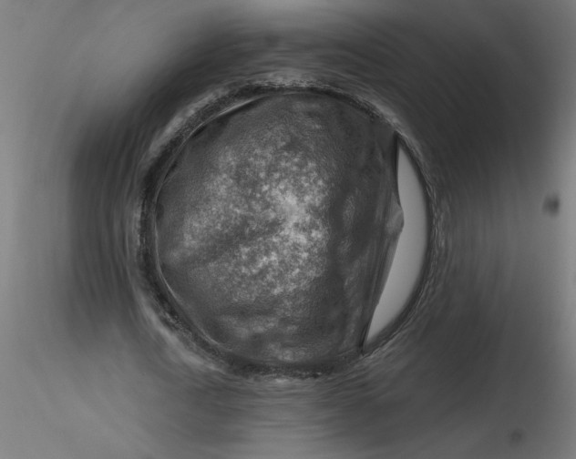 X0000116670722200912291657