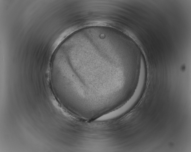 X0000116670994200912291654