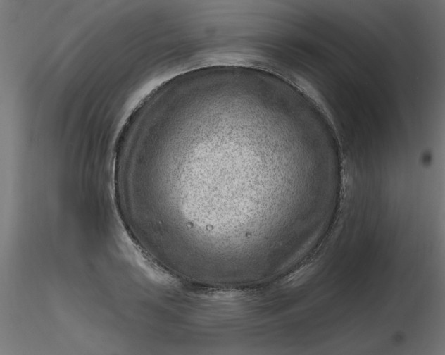 X0000116671035200912291654