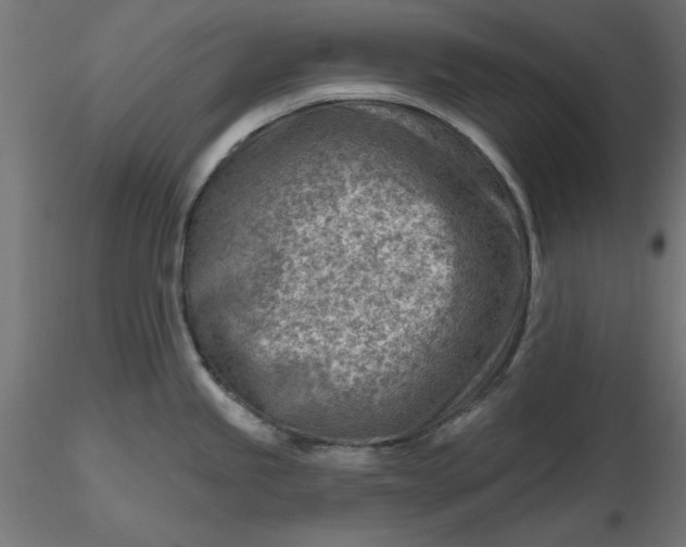 X0000116671245200912291652