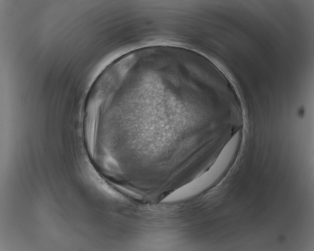 X0000116671246200912291652