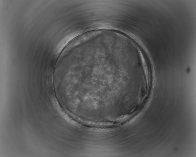 X0000116671289200912291650