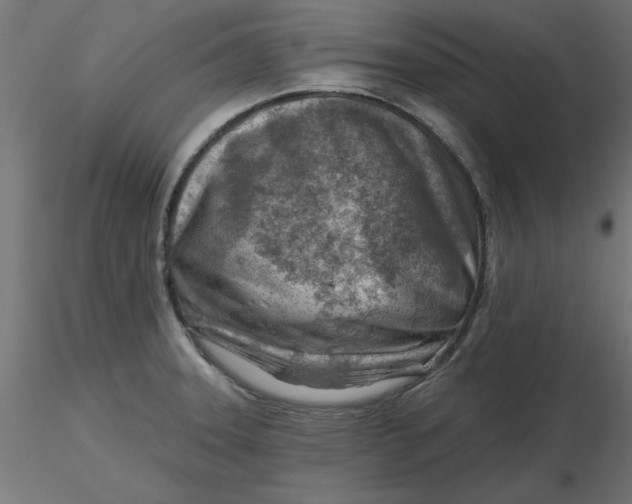 X0000116671331200912291650