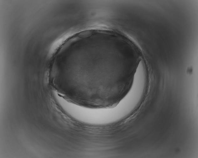 X0000116671455200912291648