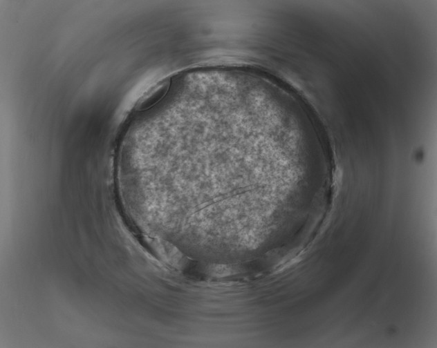 X0000116671459200912291648