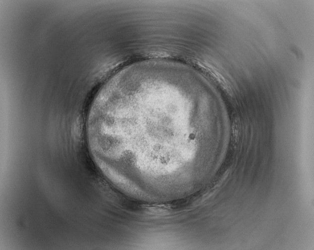 X0000116670359201001041134