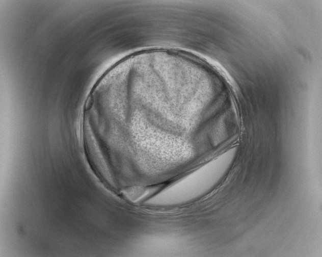 X0000116671295201001041122