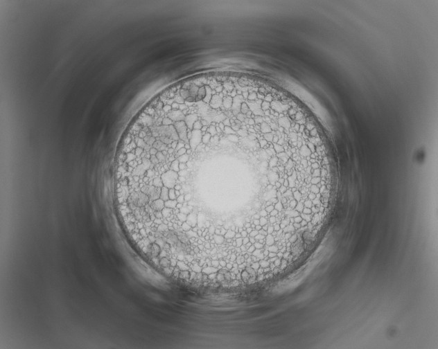 X0000116671338201001111303