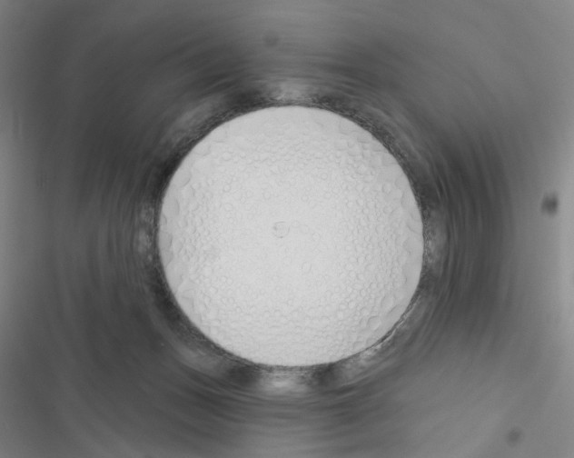 X0000116670175201001251246