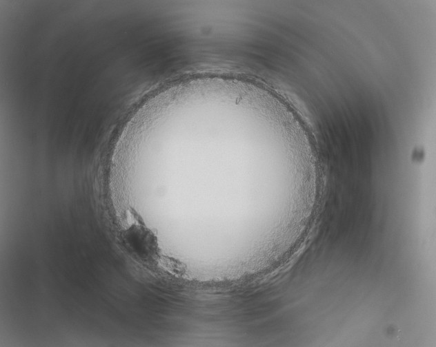 X0000116670305201001251244