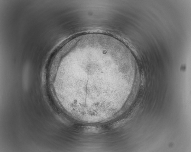 X0000116670347201001251243