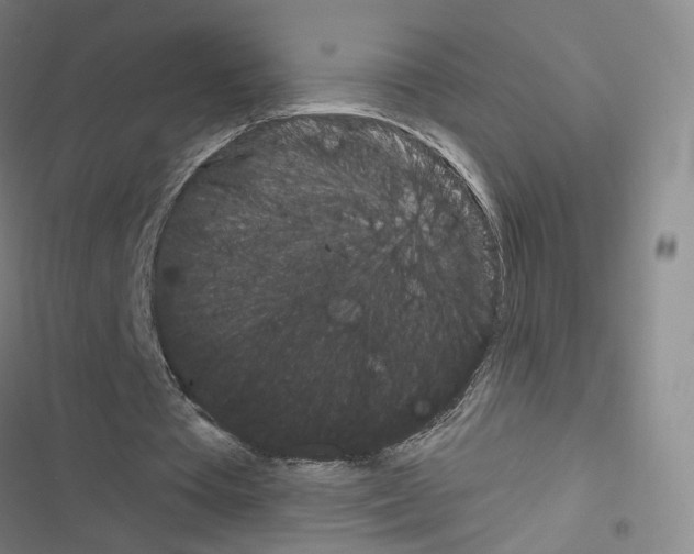 X0000116670385201001251243