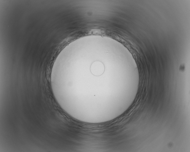 X0000116670417201001251243