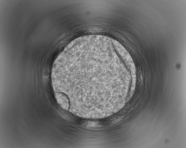 X0000116670507201001251242