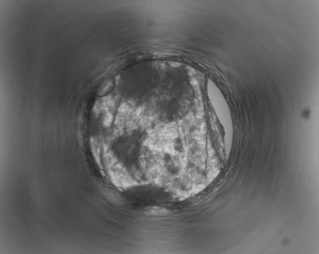 X0000116670519201001251241