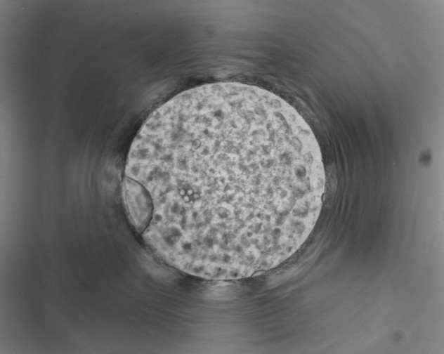 X0000116670527201001251241