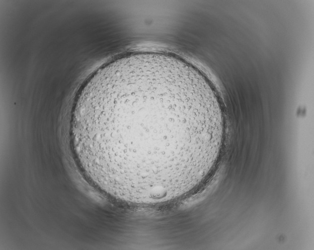 X0000116670529201001251241
