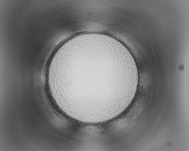 X0000116670632201001251239