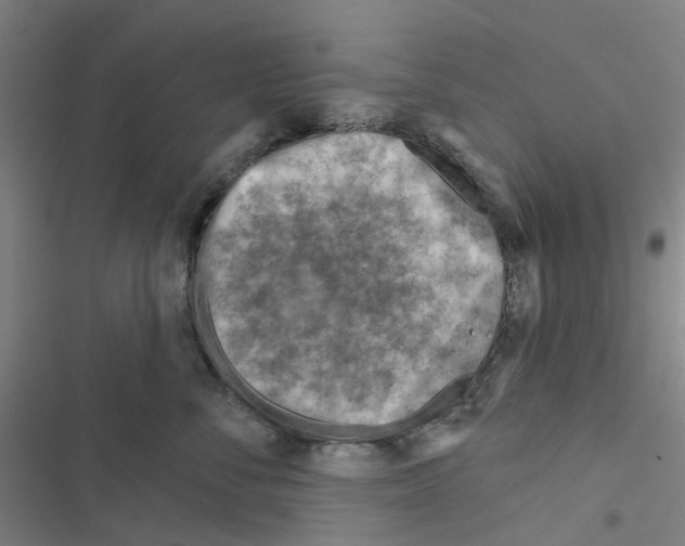 X0000116670716201001251239