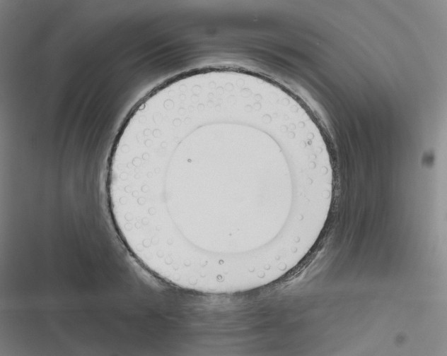 X0000116670799201001251238