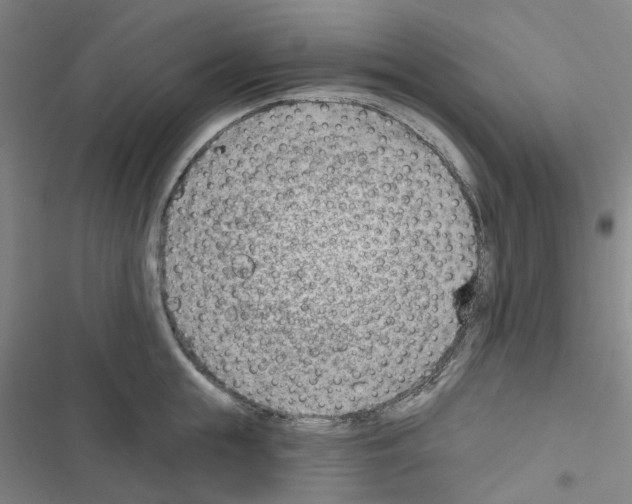 X0000116670855201001251237