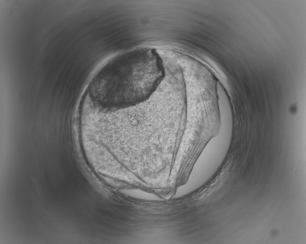 X0000116670907201001251236