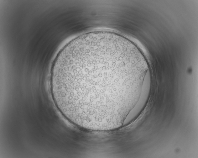 X0000116670910201001251236