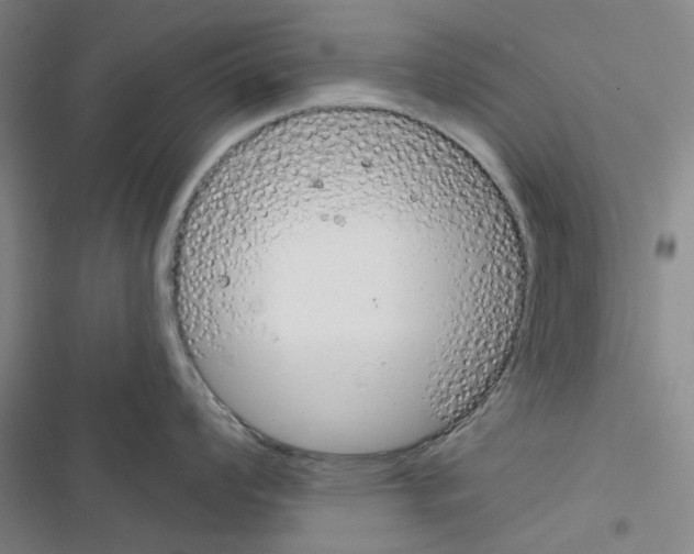X0000116671008201001251235