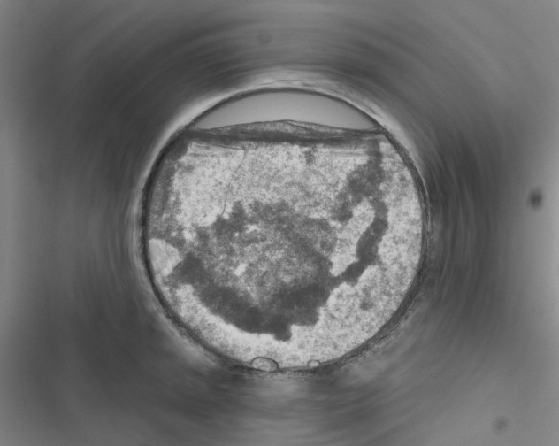 X0000116671045201001251235