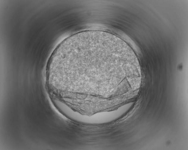 X0000116671095201001251234