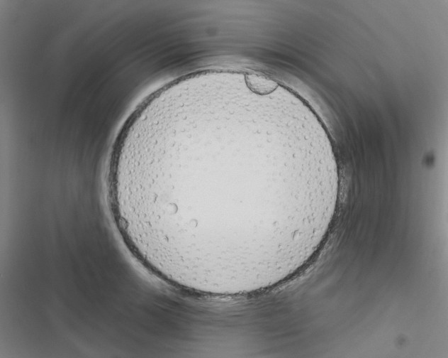 X0000116671139201001251233