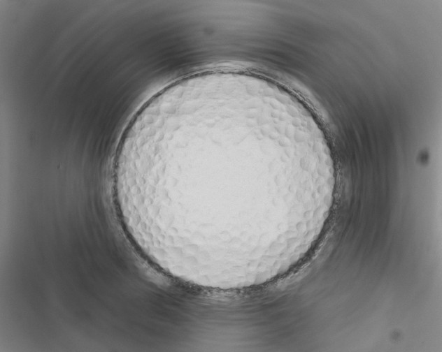 X0000116671186201001251232