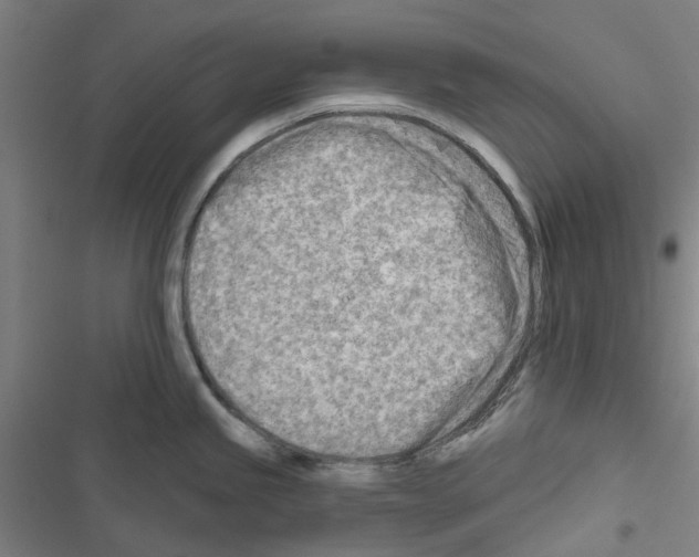X0000116671245201001251232