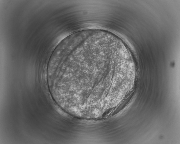 X0000116671289201001251231