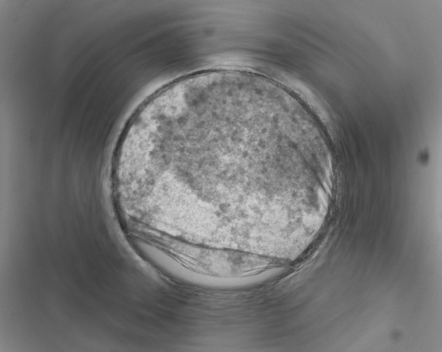X0000116671331201001251231