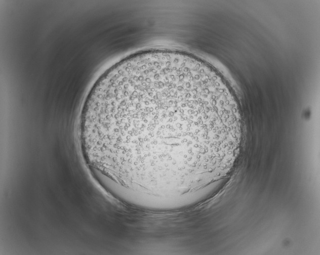 X0000116671335201001251231
