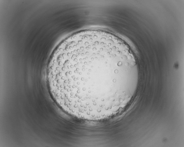 X0000116671420201001251229