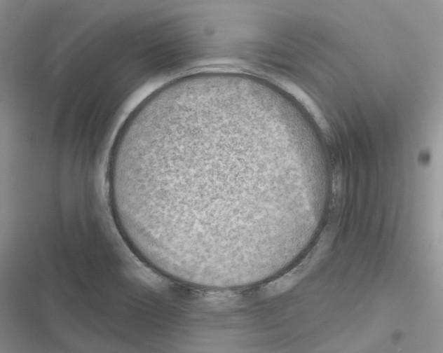 X0000116671466201001251229