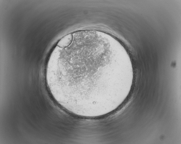 X0000116671506201001251228
