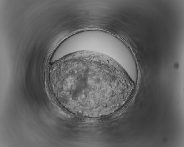 X0000116680145200912291726