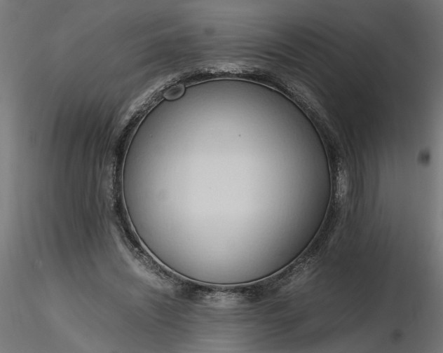 X0000116680444200912291723