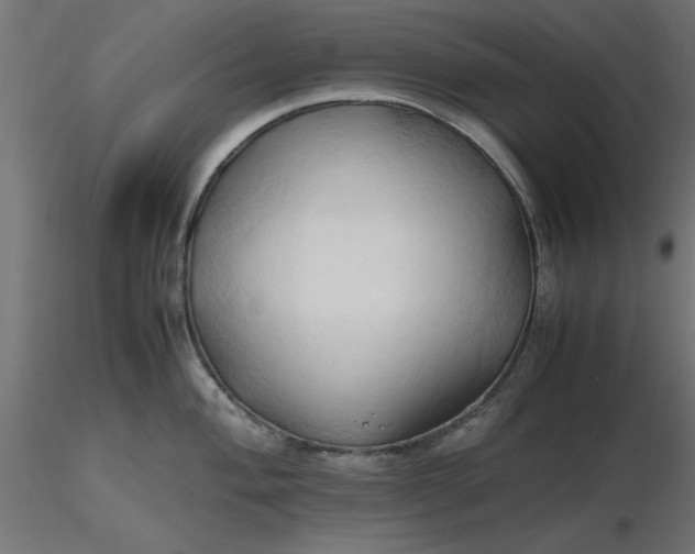 X0000116681004200912291715