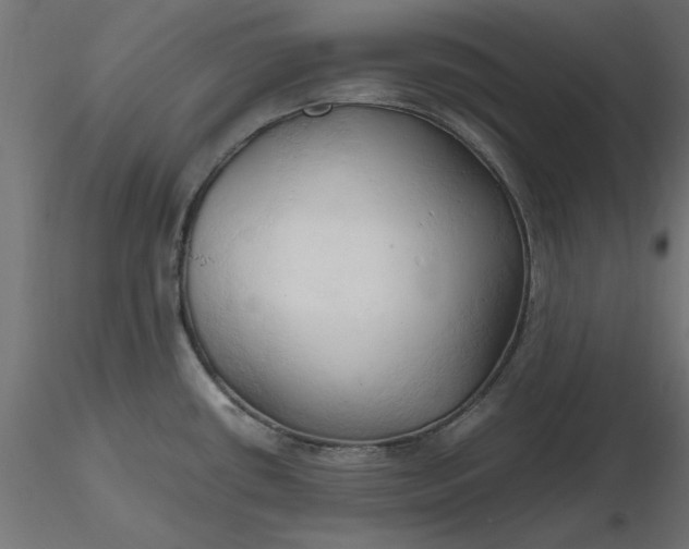 X0000116681434200912291710