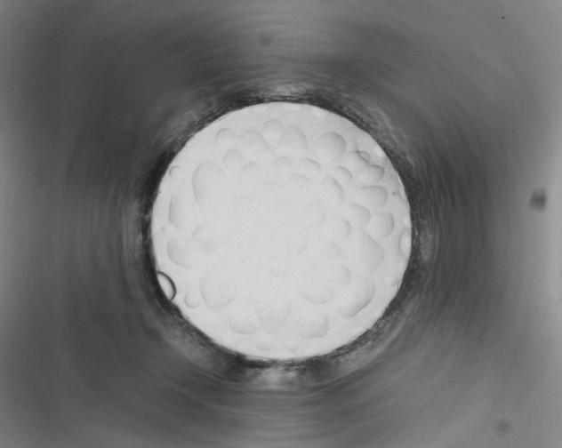 X0000116680366201001251305