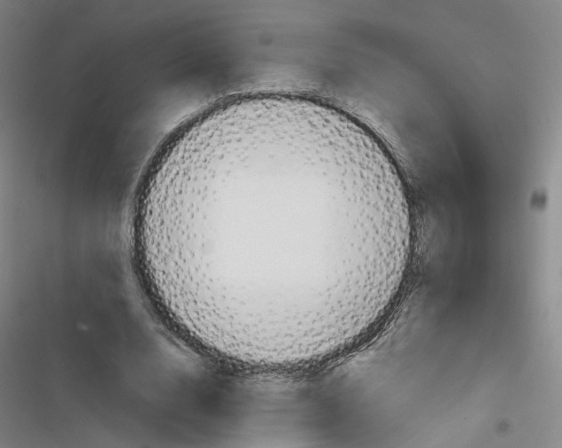 X0000116680632201001251301