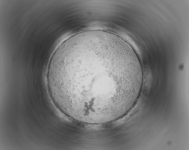 X0000116680810201001251259